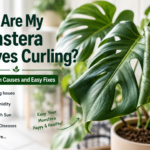 Why-Are-My-Monstera-Leaves-Curling