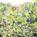How to grow blueberries at home in a garden