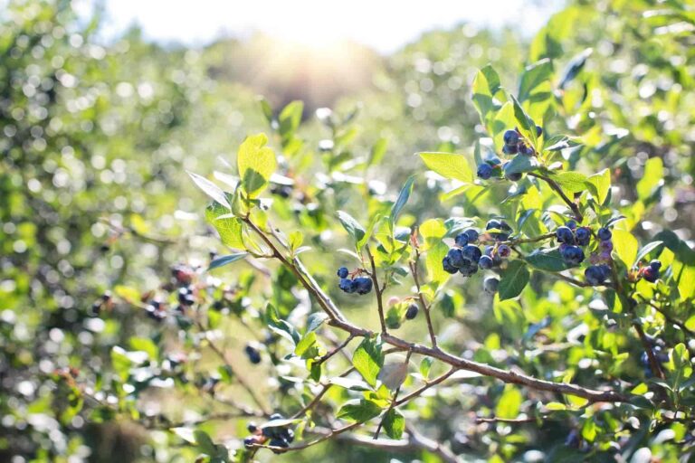 How to grow blueberries at home in a garden