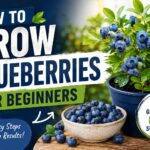 How to grow blueberries for beginners with a blueberry plant and fresh berries