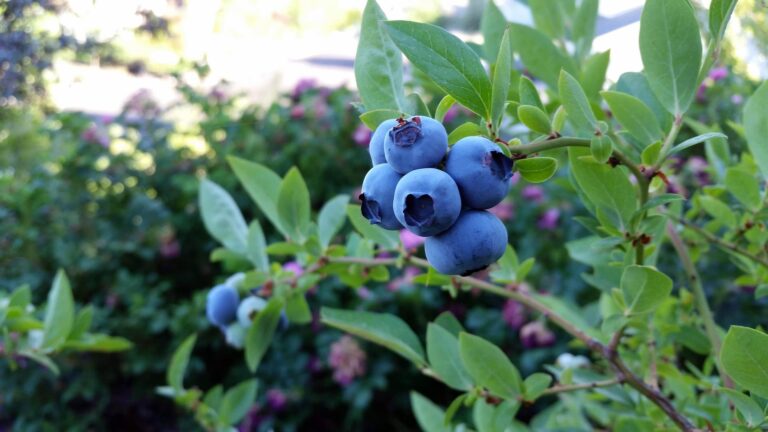 How to grow blueberries in a garden with healthy blueberry plantsLearn how to grow blueberries in a garden with practical tips for planting, acidic soil, sunlight, watering, pruning, and caring for healthy blueberry bushes.