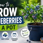 How to grow blueberries in a pot at home with a healthy blueberry plant