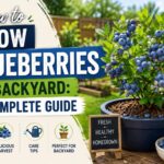 How to grow blueberries in a backyard with a healthy blueberry plant and fresh blueberries