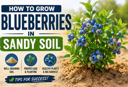 How to grow blueberries in sandy soil with proper planting and care tips