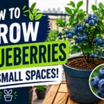 Blueberry plant growing in a container on a small balcony with ripe blueberries
