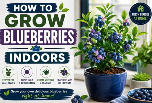 How to grow blueberries indoors in a pot with proper light, watering, and care