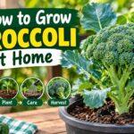 How to grow broccoli at home in a pot with simple planting, care, and harvesting steps