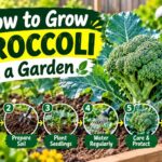 How to grow broccoli in a garden with steps for choosing seeds, preparing soil, planting, watering, caring for, and harvesting broccoli