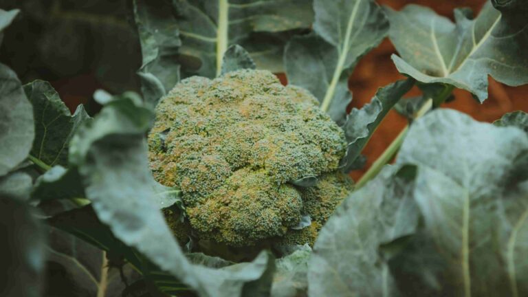 Broccoli growing in containers with gardening tools and pots on a sunny patio