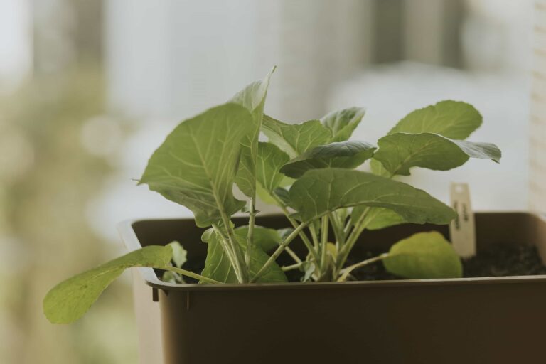 Healthy broccoli plant growing in a pot with gardening tools on a sunny patio