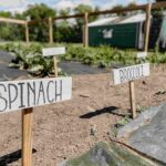 How to grow broccoli in raised beds with healthy broccoli plants