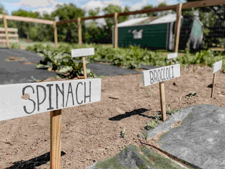 How to grow broccoli in raised beds with healthy broccoli plants