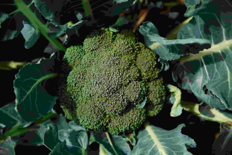 How to grow broccoli organically using natural gardening methods