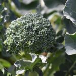 How to grow broccoli from seed with seedlings planted in a home garden