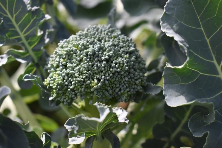 How to grow broccoli from seed with seedlings planted in a home garden