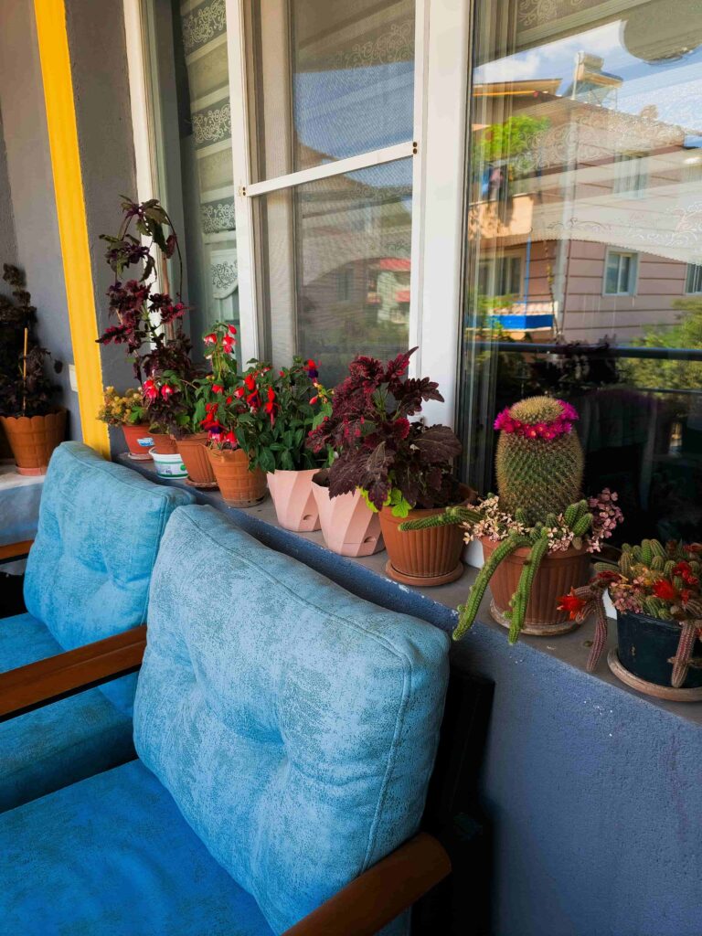 A cozy outdoor balcony setup featuring two comfortable blue-cushioned chairs lined up against a window ledge filled with potted cacti and colorful flowering plants.
