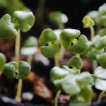 How to grow broccoli from seedlings with healthy young plants in a home garden