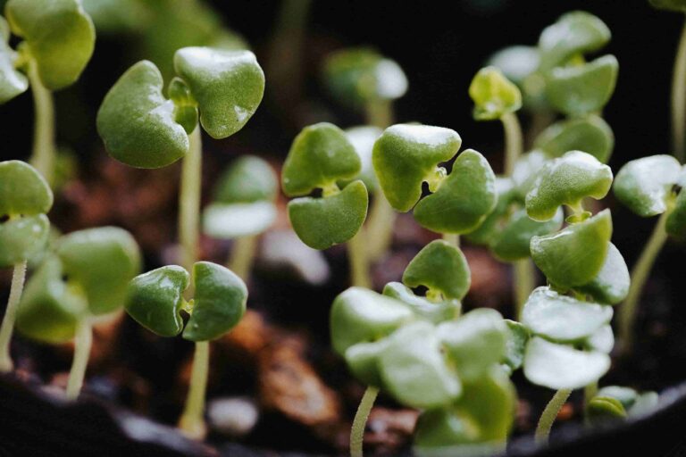 How to grow broccoli from seedlings with healthy young plants in a home garden