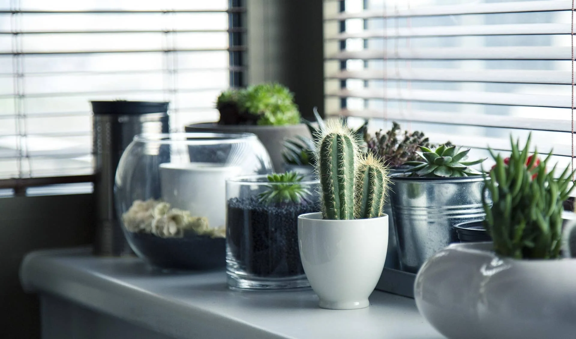 How often to water indoor plants with a healthy houseplant and watering can
