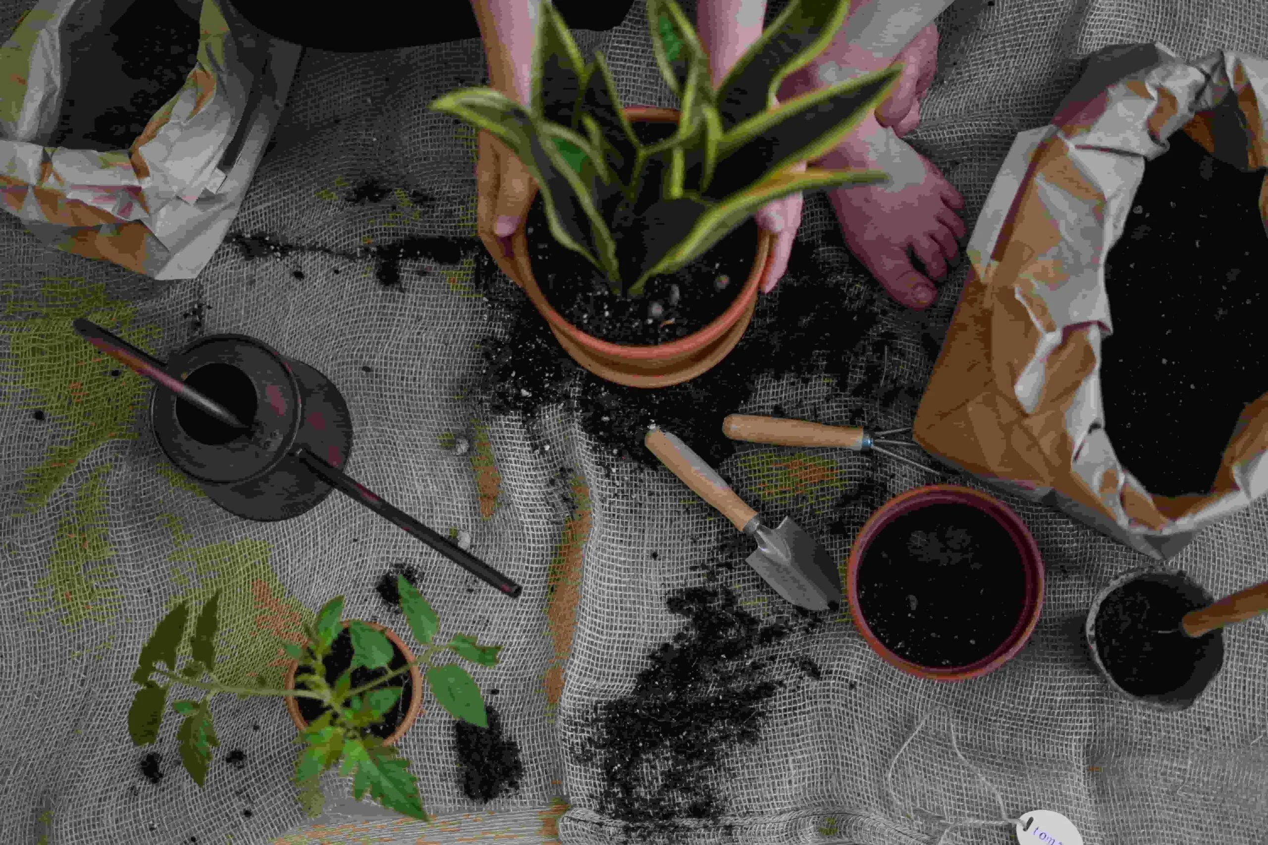 Beginner gardening tips featuring healthy plants, colorful flowers, seedlings, gardening tools, and a watering can.